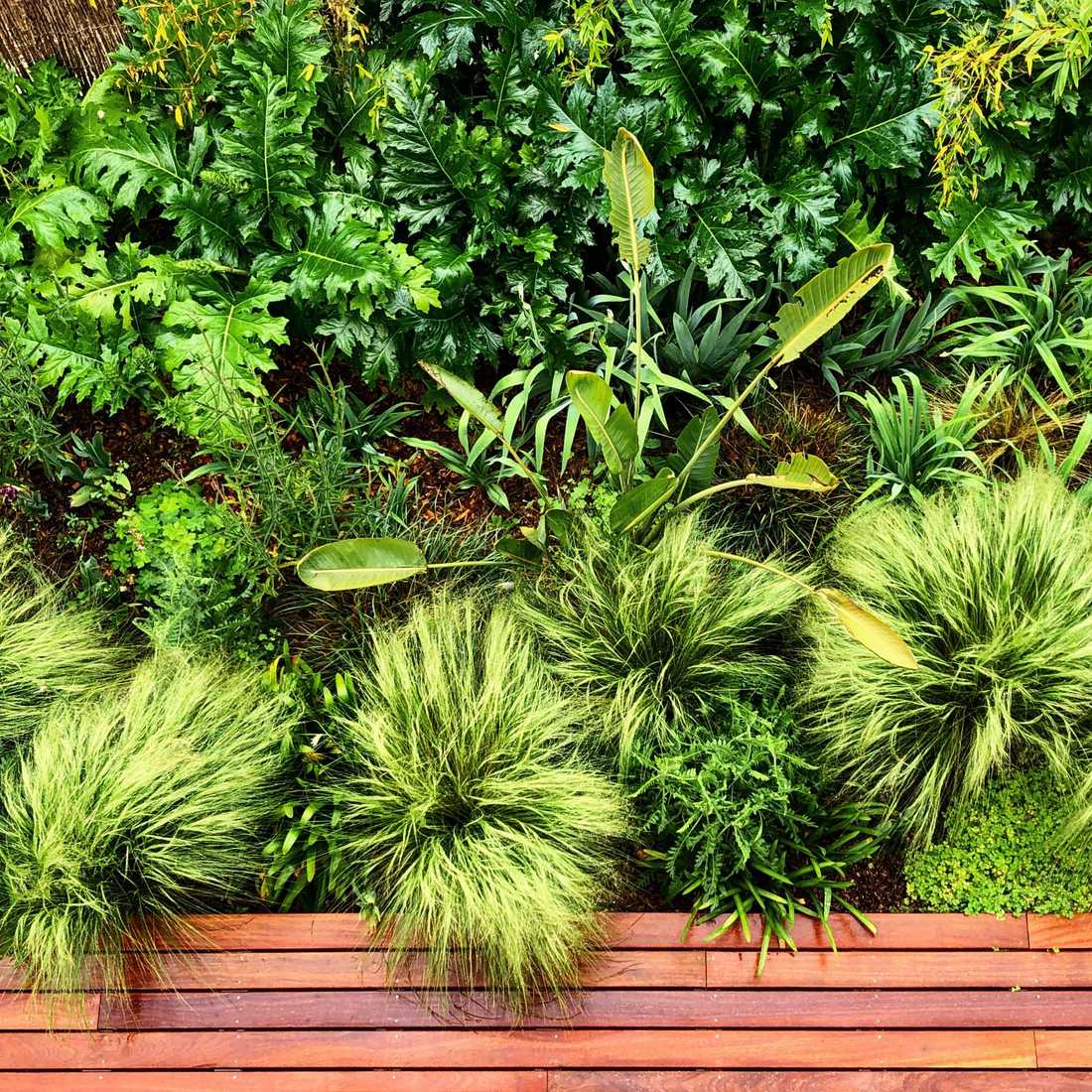 Végétation luxuriante dans le petit jardin d'une maison de ville à Biarritz