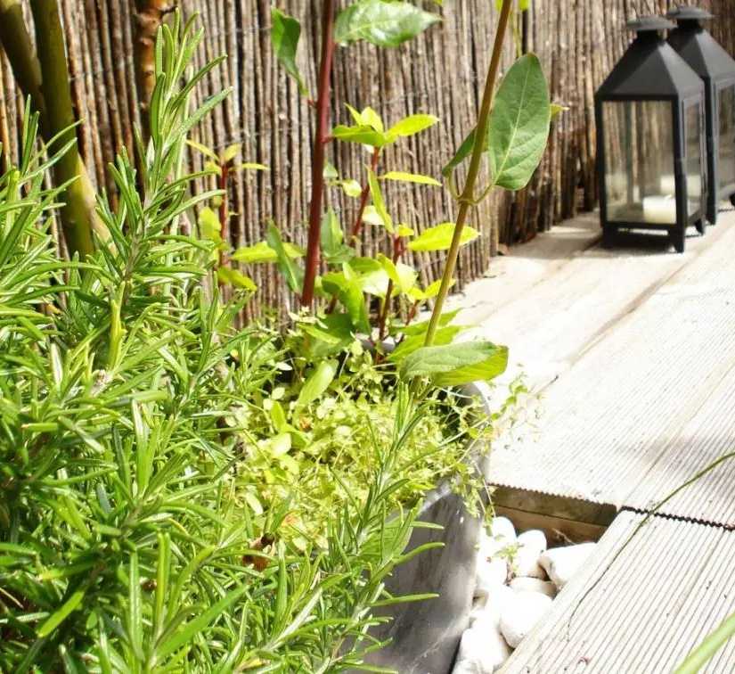 Végétalisation d'un toit-terrasse par un architece paysagiste dans les Pyrénées-Atlantiques